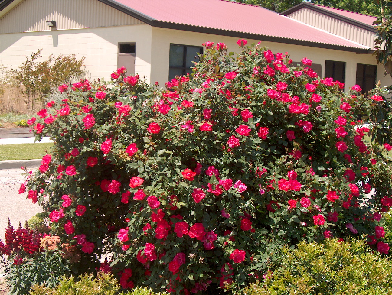 Online Plant Guide Rosa 'Knock Out' / Knock Out Rose